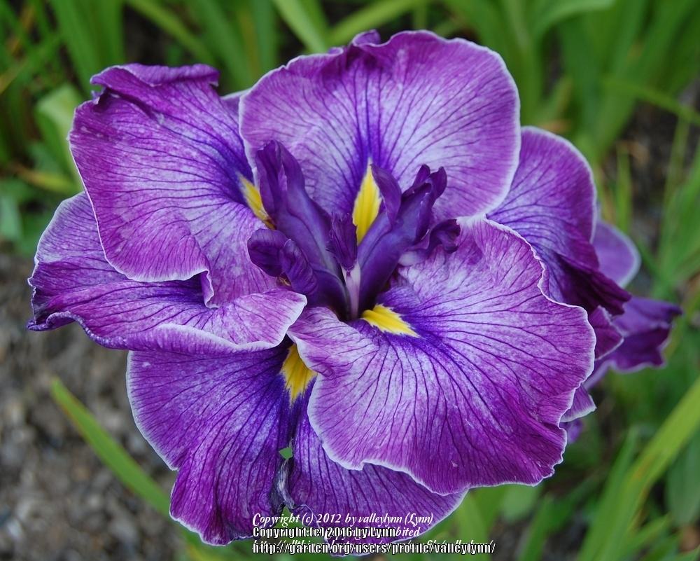Photo of Japanese Iris (Iris ensata 'Celestial Emperor') uploaded by valleylynn