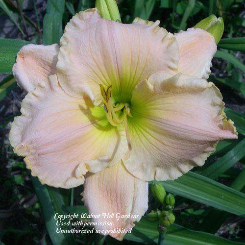 Photo of Daylily (Hemerocallis 'Love in the Library') uploaded by vic