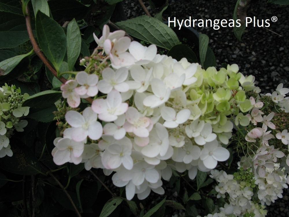 Photo of Panicle Hydrangea (Hydrangea paniculata 'Grandiflora') uploaded by vic