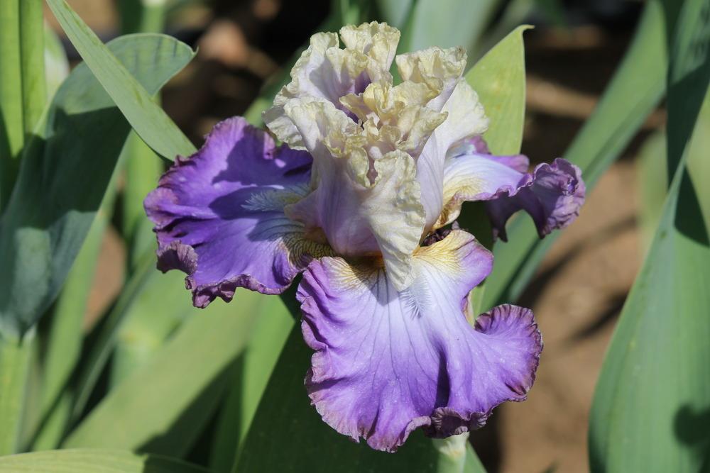 Photo of Tall Bearded Iris (Iris 'Tango to the Moonlight') uploaded by ARUBA1334