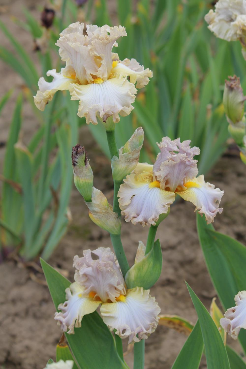 Photo of Tall Bearded Iris (Iris 'Au Contraire') uploaded by ARUBA1334