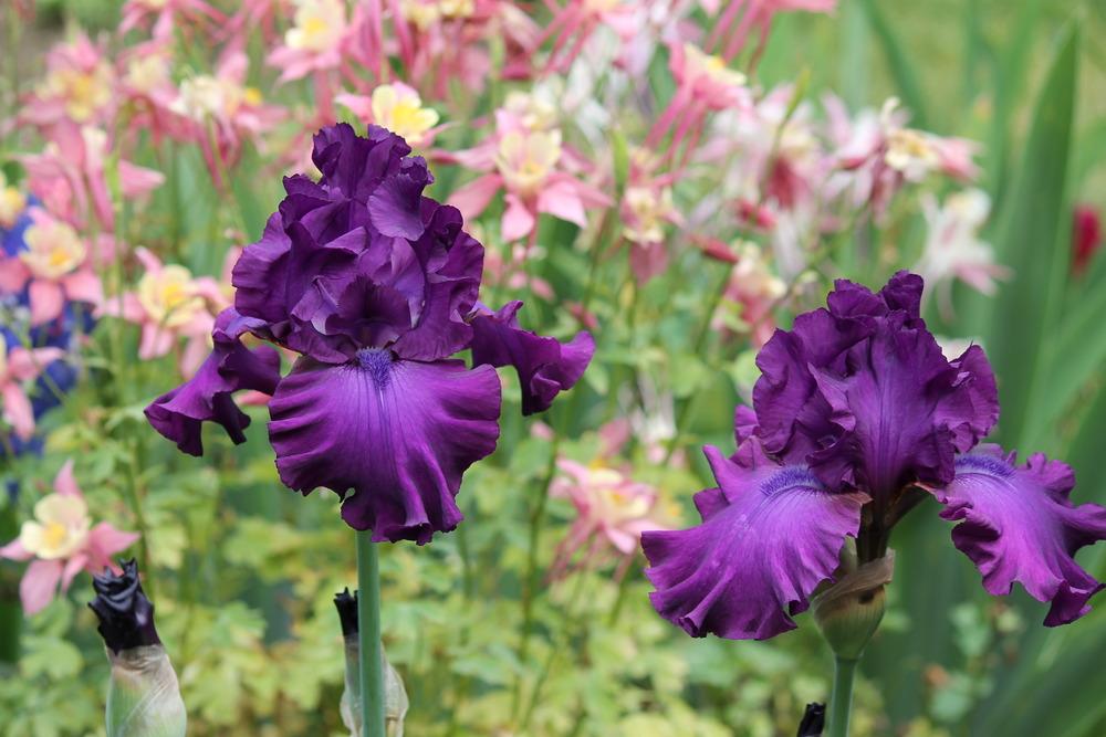 Photo of Tall Bearded Iris (Iris 'Swingtown') uploaded by ARUBA1334