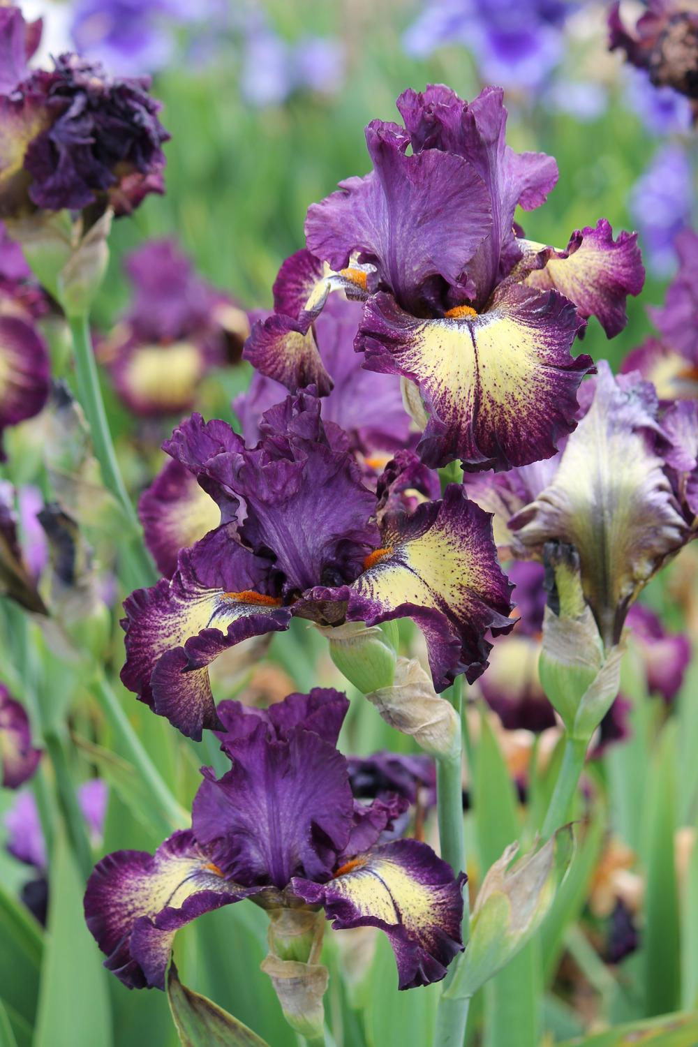 Photo of Tall Bearded Iris (Iris 'Out of the Dark') uploaded by ARUBA1334