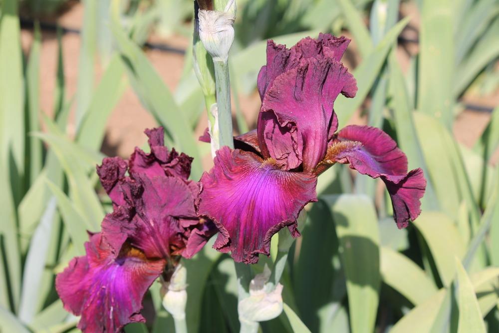 Photo of Tall Bearded Iris (Iris 'Texas Renegade') uploaded by ARUBA1334