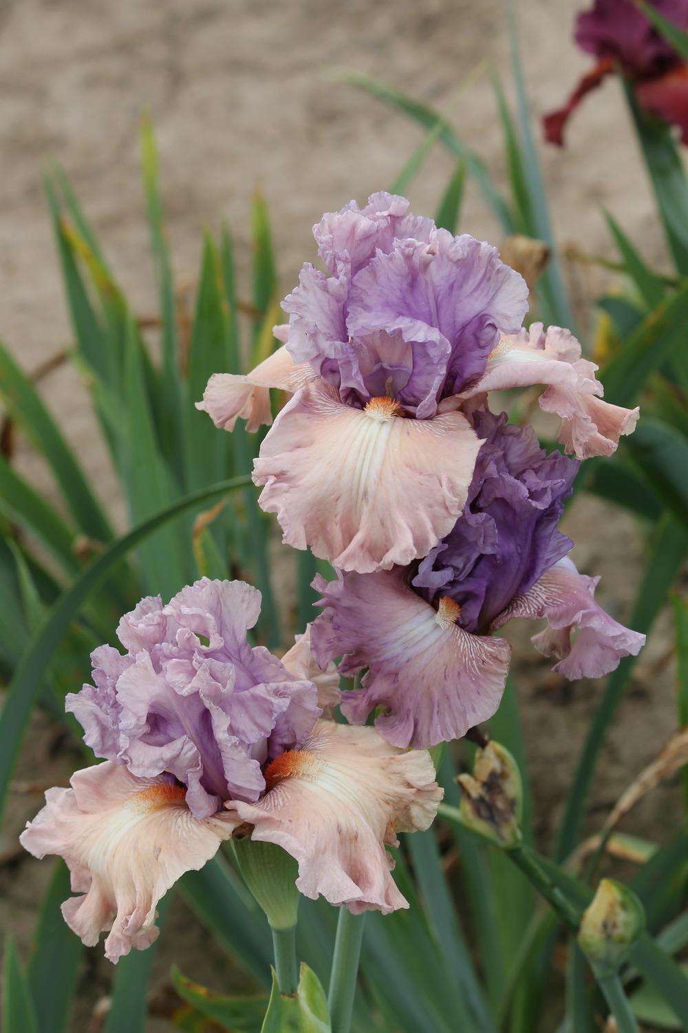 Photo of Tall Bearded Iris (Iris 'Role Reversal') uploaded by ARUBA1334