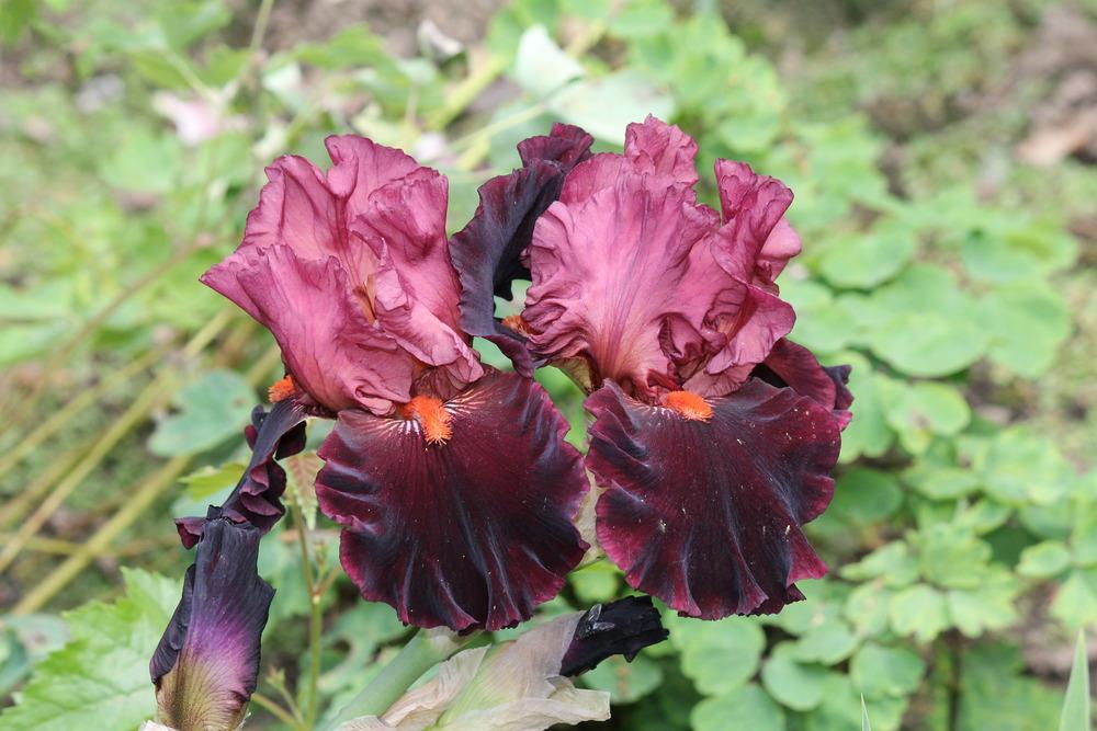 Photo of Tall Bearded Iris (Iris 'Wearing Rubies') uploaded by ARUBA1334