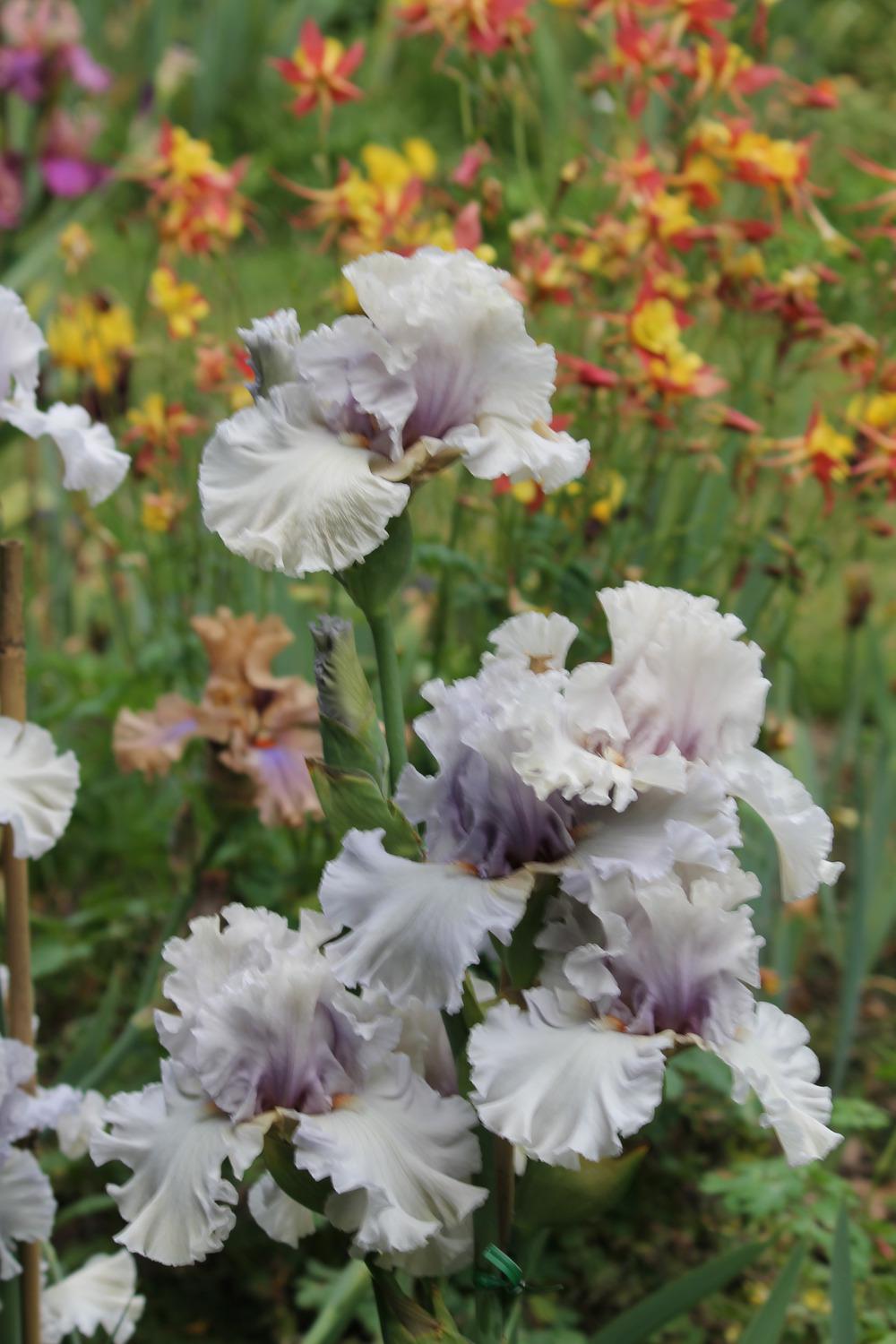 Photo of Tall Bearded Iris (Iris 'Resonance') uploaded by ARUBA1334