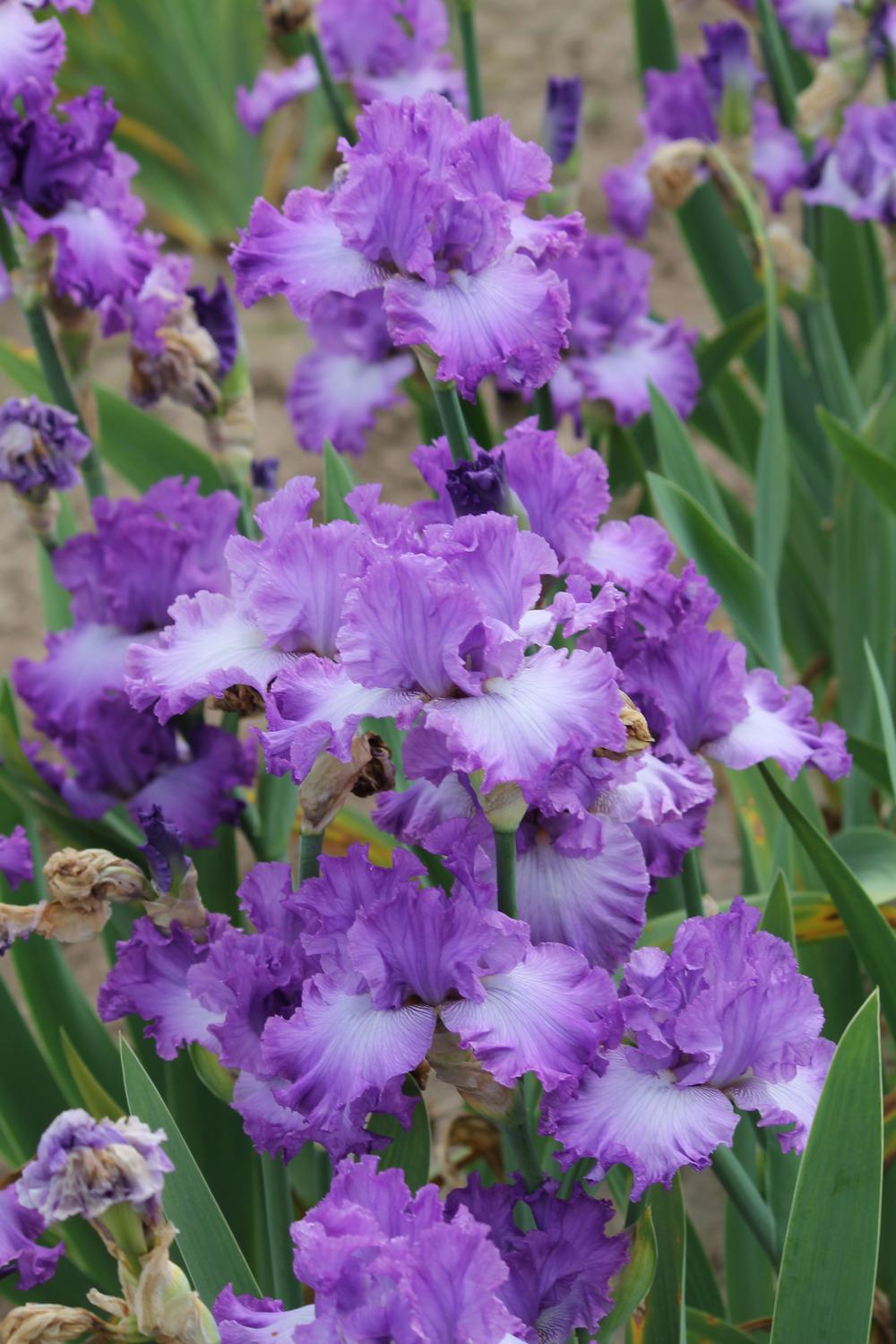 Photo of Tall Bearded Iris (Iris 'Enchanted Memory') uploaded by ARUBA1334
