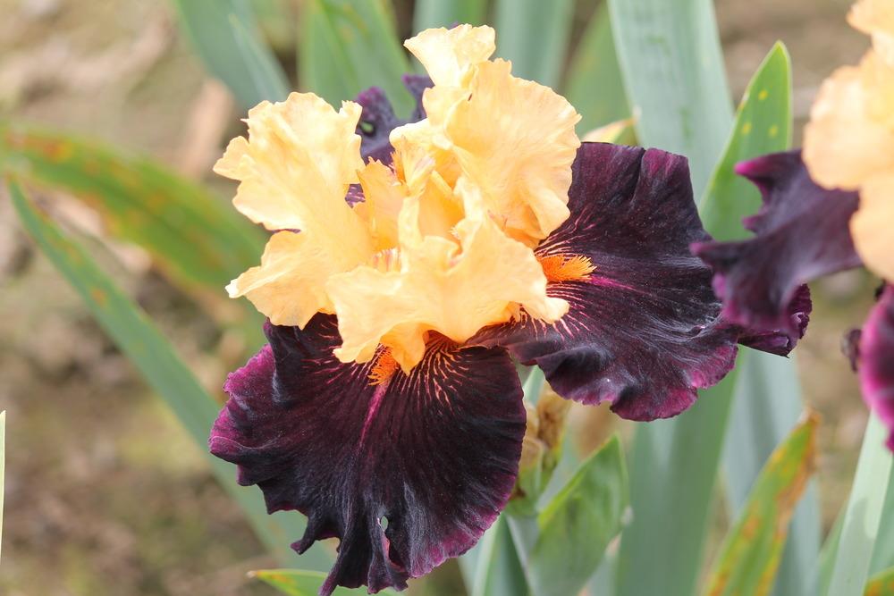 Photo of Tall Bearded Iris (Iris 'Halloween Trick') uploaded by ARUBA1334