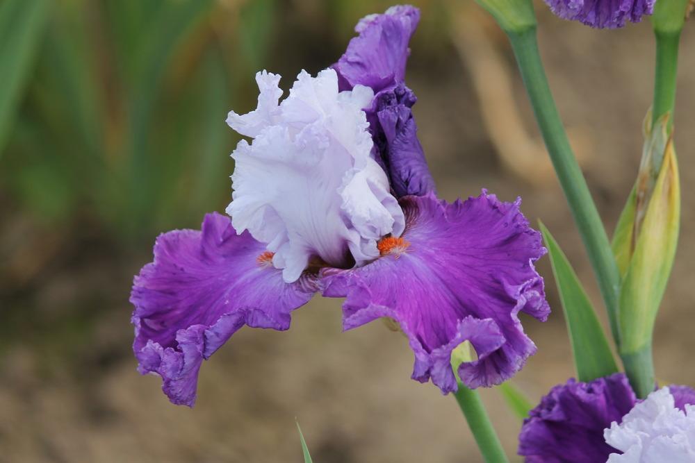 Photo of Tall Bearded Iris (Iris 'Polka') uploaded by ARUBA1334