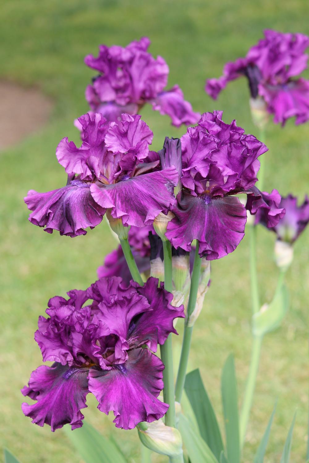 Photo of Tall Bearded Iris (Iris 'Purple Serenade') uploaded by ARUBA1334