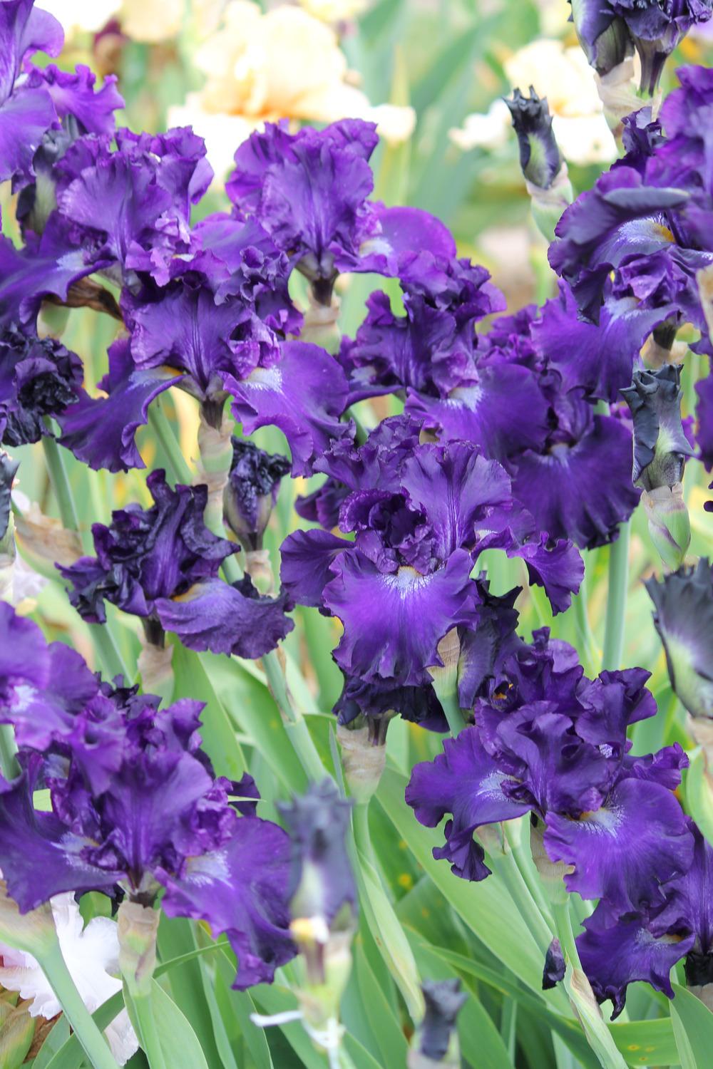 Photo of Tall Bearded Iris (Iris 'Circle of Light') uploaded by ARUBA1334