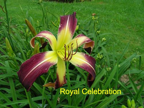 Photo of Daylily (Hemerocallis 'Royal Celebration') uploaded by Joy