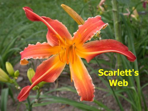 Photo of Daylily (Hemerocallis 'Scarlett's Web') uploaded by Joy