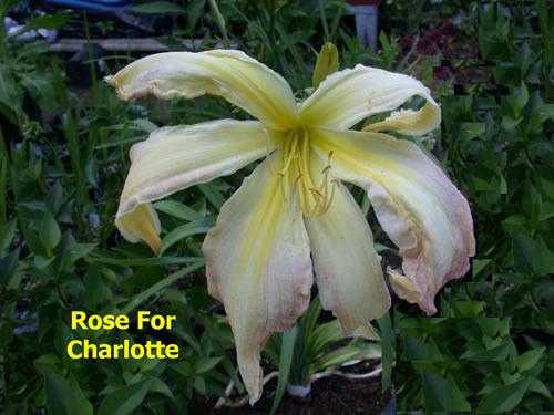Photo of Daylily (Hemerocallis 'Rose for Charlotte') uploaded by Joy
