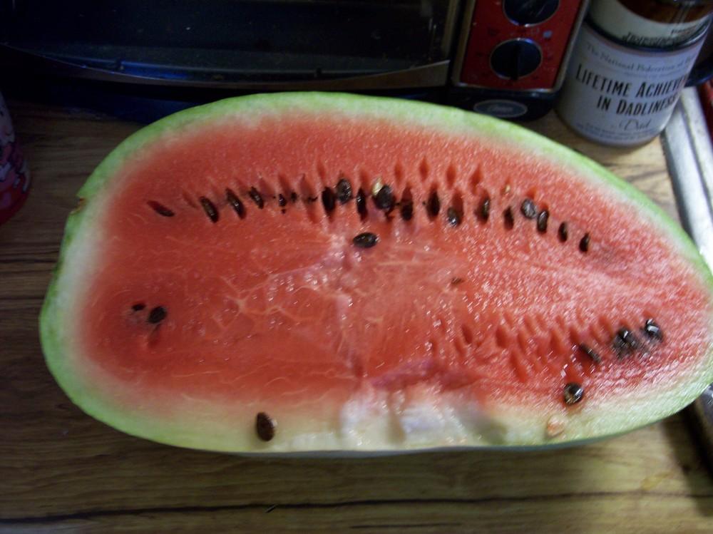 Photo of Watermelon (Citrullus lanatus 'Charlene') uploaded by farmerdill