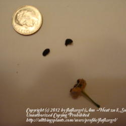 Location: zone 8 Lake City, Fl.
Date: 2012-06-29
seeds & ripe seed pod