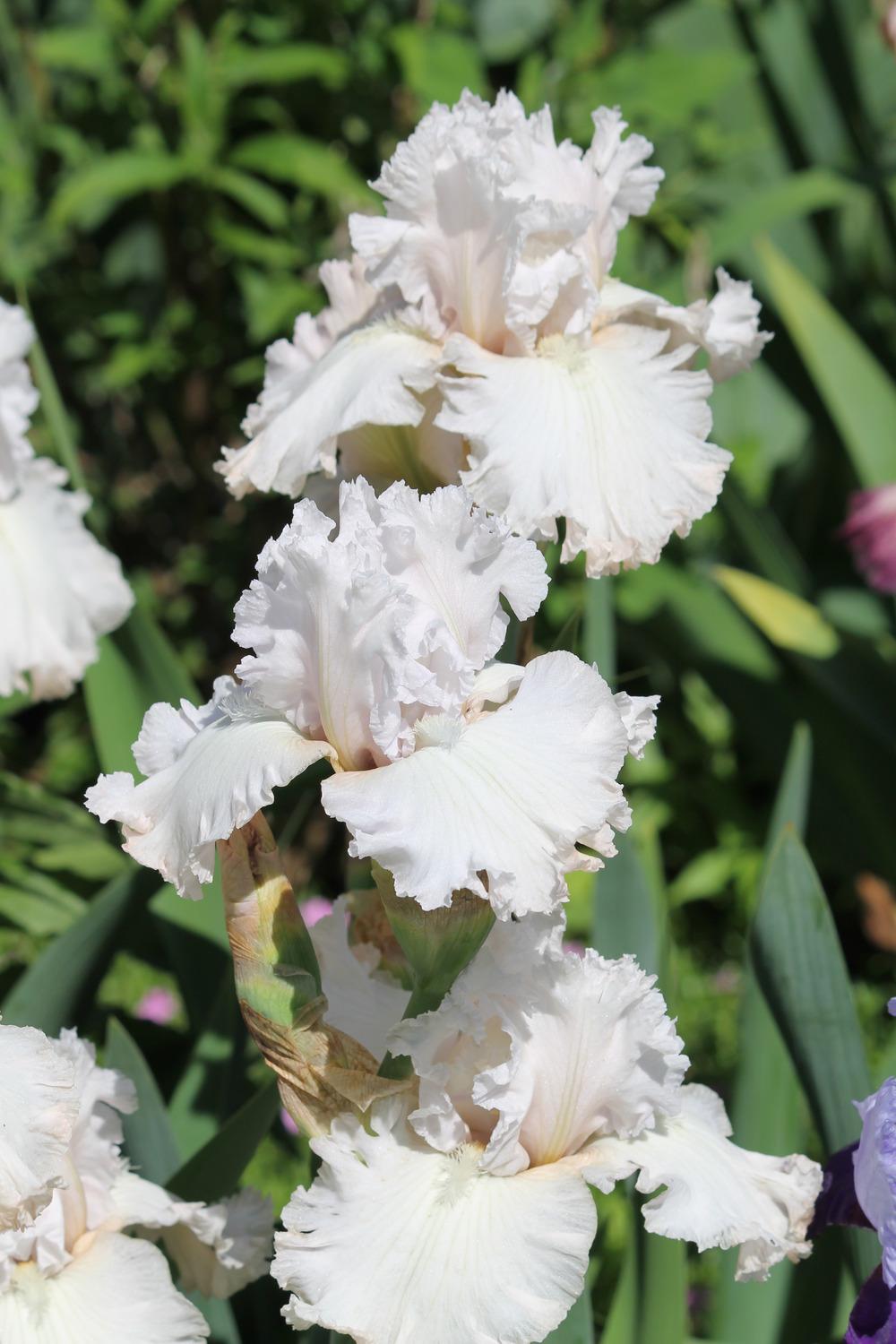 Photo of Tall Bearded Iris (Iris 'Venetian Glass') uploaded by ARUBA1334