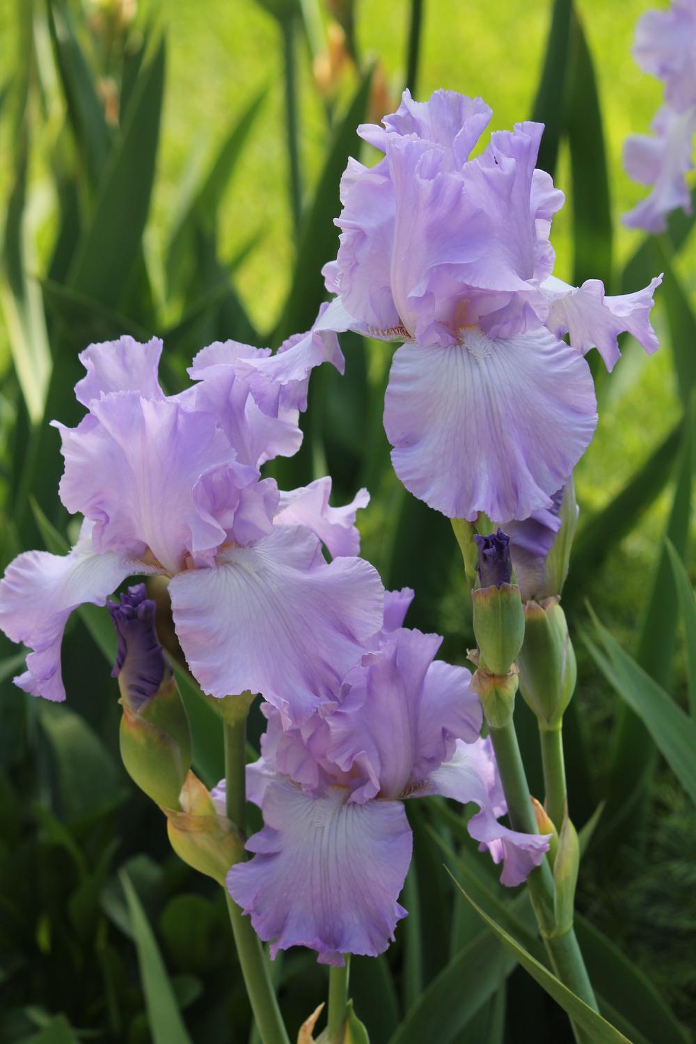 Photo of Tall Bearded Iris (Iris 'Mary Frances') uploaded by ARUBA1334