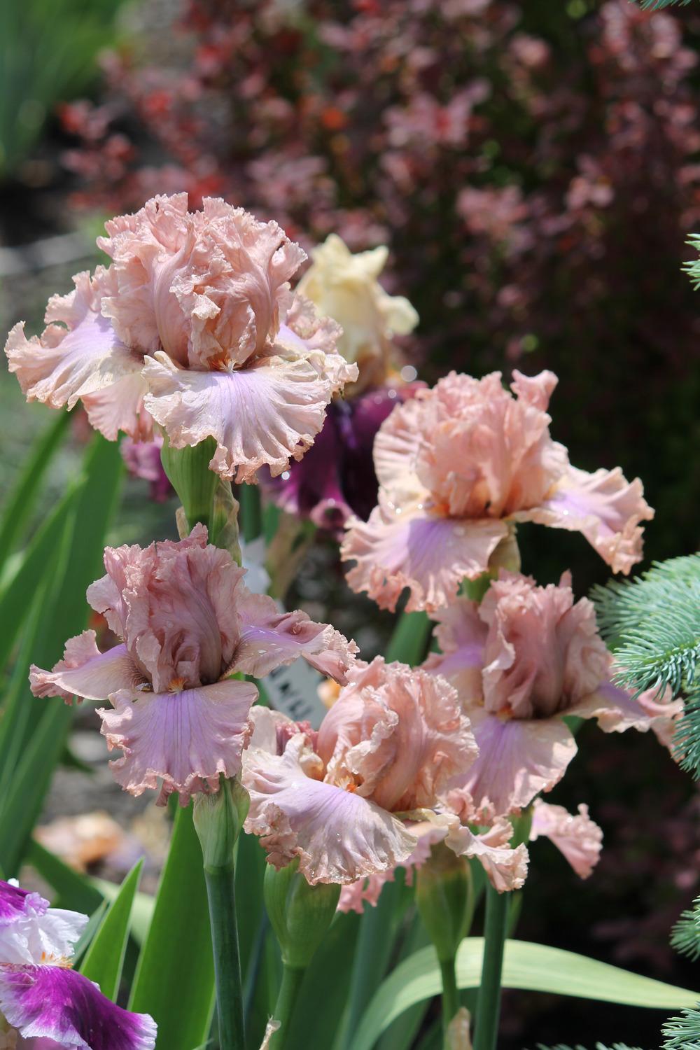 Photo of Tall Bearded Iris (Iris 'Sweetly Sung') uploaded by ARUBA1334