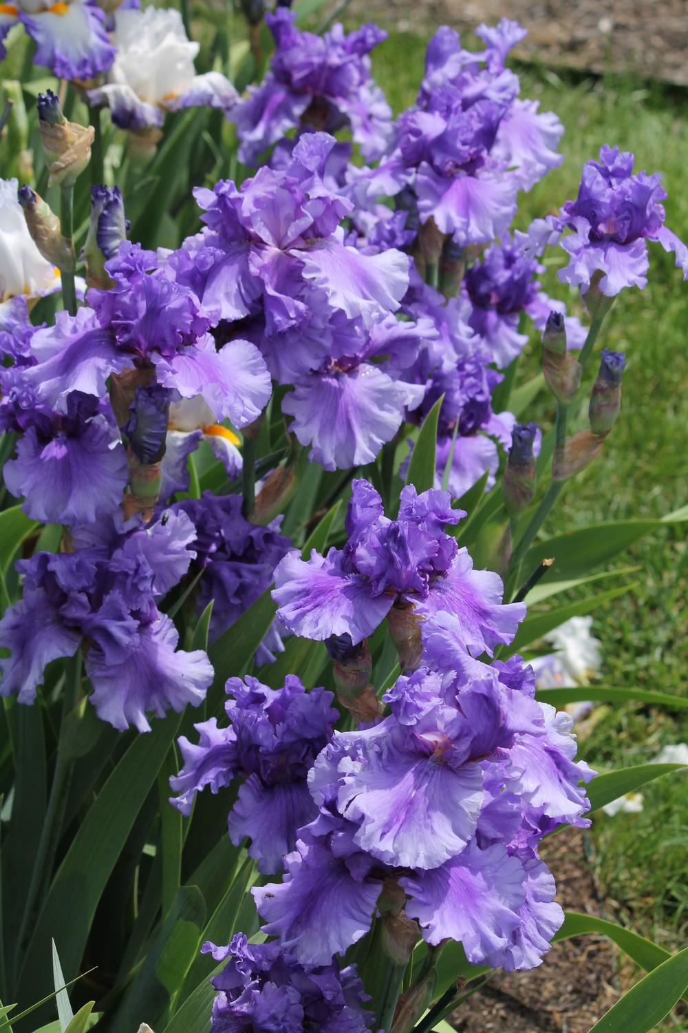 Photo of Tall Bearded Iris (Iris 'Dark Hollow') uploaded by ARUBA1334