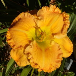 Location: My garden in Bakersfield, CA
Date: 2012-06-26 
Rebloom