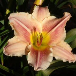 Location: My garden in Bakersfield, CA
Date: 2012-06-26 
