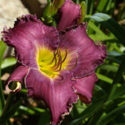 Location: My garden in Bakersfield, CA
Date: 2012-05-31 