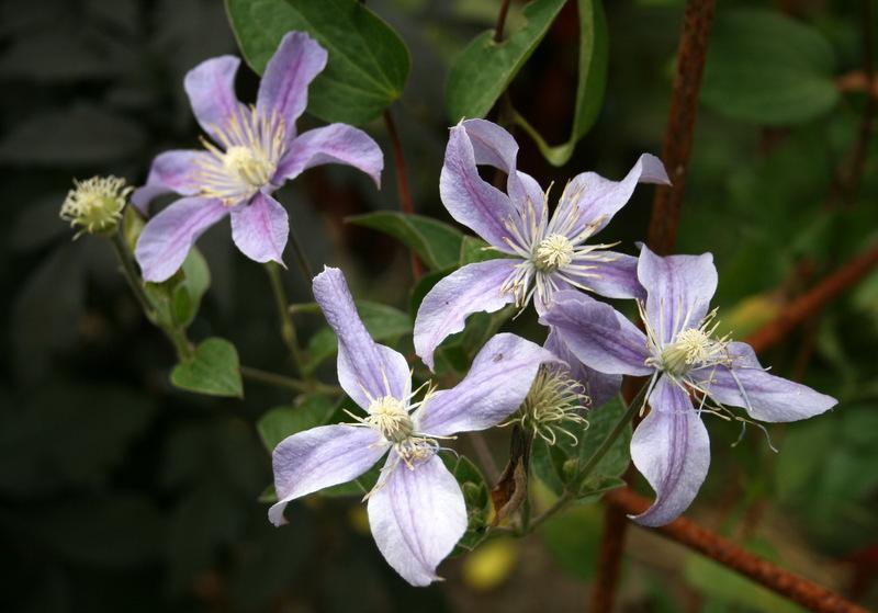 Photo of Clematis 'Arabella' uploaded by Calif_Sue