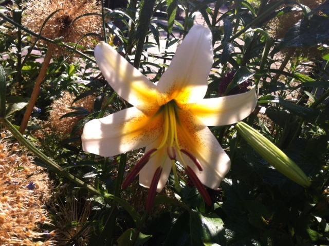 Photo of Lily (Lilium x kewense 'White Henryi') uploaded by Ispahan