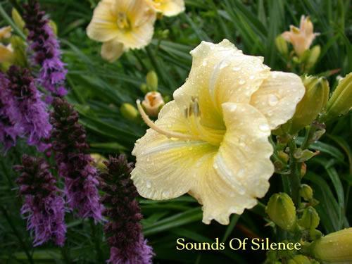 Photo of Daylily (Hemerocallis 'Sounds of Silence') uploaded by Joy