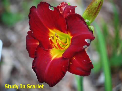 Photo of Daylily (Hemerocallis 'Study in Scarlet') uploaded by Joy
