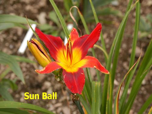 Photo of Daylily (Hemerocallis 'Sun Ball') uploaded by Joy