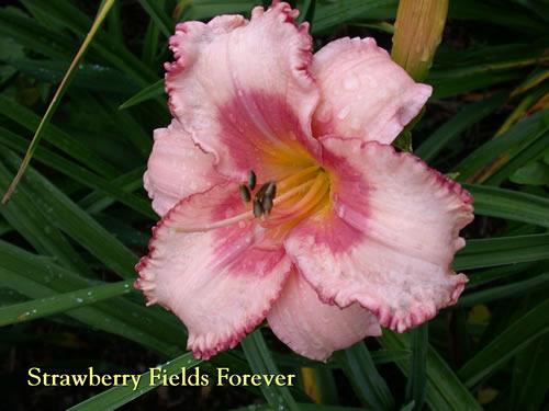 Photo of Daylily (Hemerocallis 'Strawberry Fields Forever') uploaded by Joy