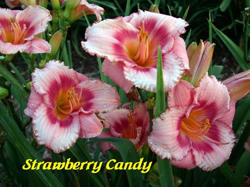 Photo of Daylily (Hemerocallis 'Strawberry Candy') uploaded by Joy
