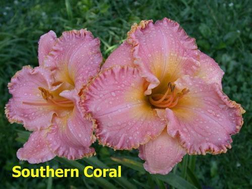 Photo of Daylily (Hemerocallis 'Southern Coral') uploaded by Joy
