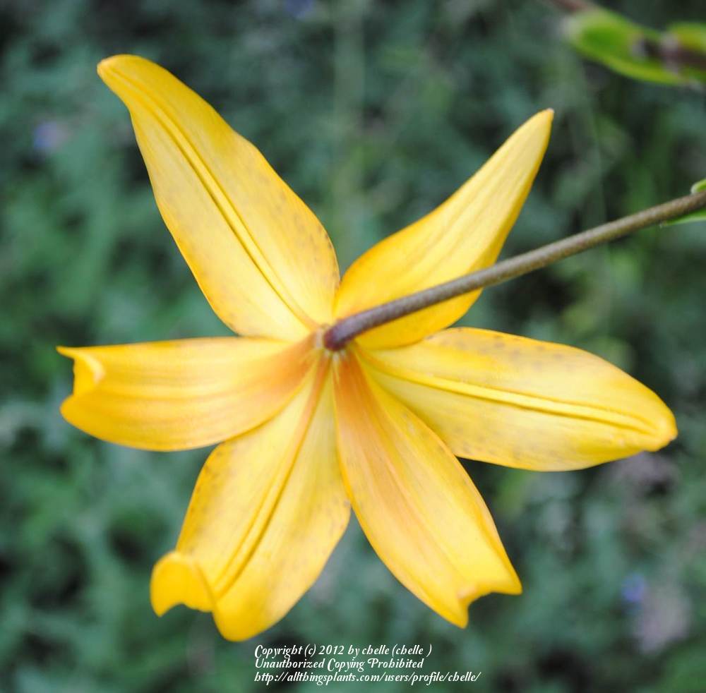 Photo of Lily (Lilium Citronella) uploaded by chelle