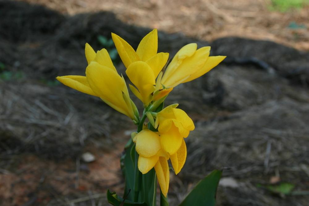 Photo of Canna 'Lemon Punch' uploaded by dave