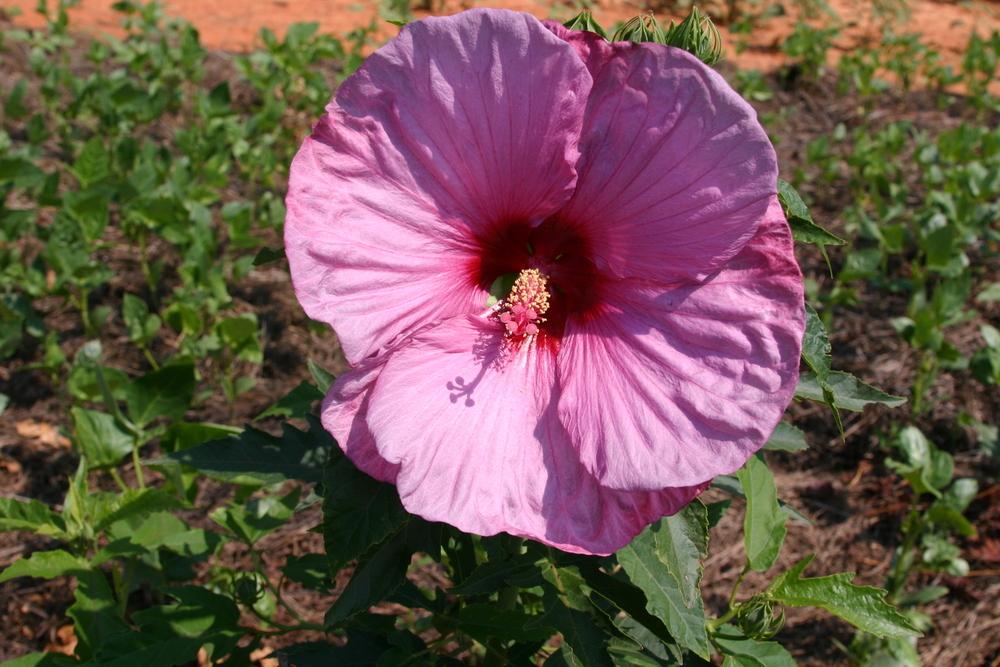 Photo of Hybrid Hardy Hibiscus (Hibiscus Summerific™ Berrylicious) uploaded by dave