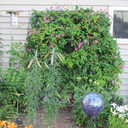 Location: My garden, zone 4 Wisconsin
Date: 2012-07-01
