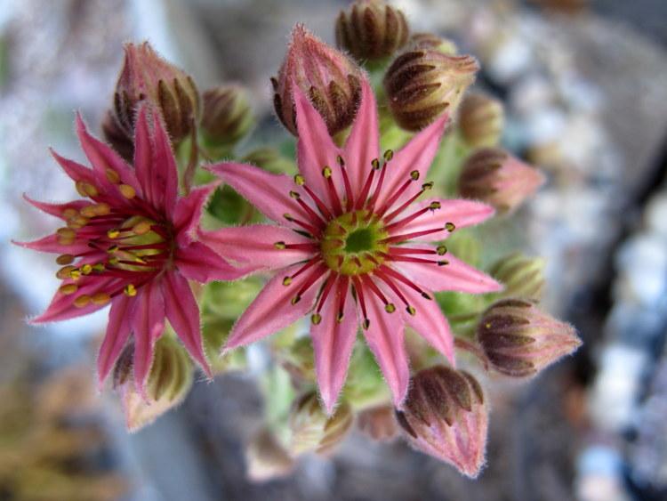 Photo of Hen and Chicks (Sempervivum 'Koko Flanel') uploaded by goldfinch4