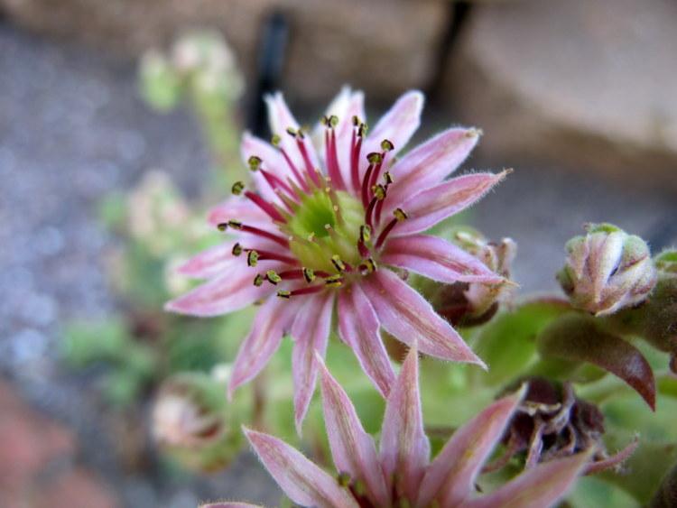 Photo of Hen and Chicks (Sempervivum 'Violet Queen') uploaded by goldfinch4
