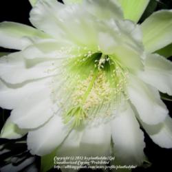 Location: Daytona Beach, Florida
Date: 2012-06-30 
Lovely, fragrant bloom of Apple Cactus