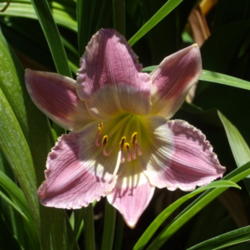 Location: My garden in Bakersfield, CA
Date: 2012-05-28 