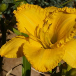 Location: My garden in Bakersfield, CA
Date: 2012-06-29 