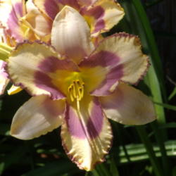 Location: My garden in Bakersfield, CA
Date: 2012-05-25 