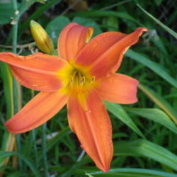 Location: My garden in Bakersfield, CA
Date: 2012-06-22 