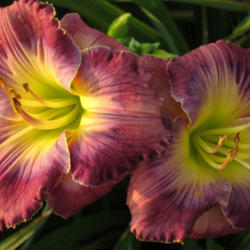 
Photo courtesy of Thoroughbred Daylilies Used with Permission