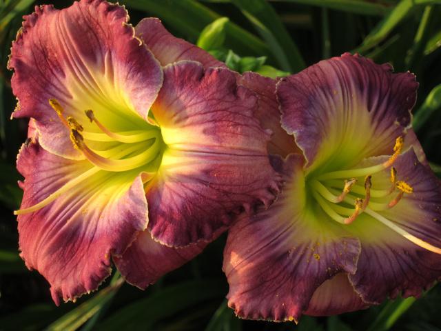 Photo of Daylily (Hemerocallis 'What a Relief') uploaded by Calif_Sue