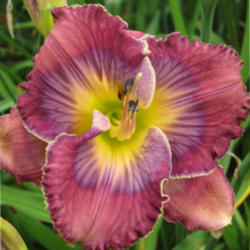 
Photo courtesy of Thoroughbred Daylilies Used with Permission